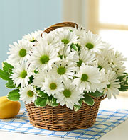 WHITE DAISIES